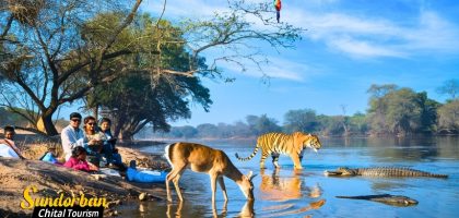 Sundarban Nature Photo