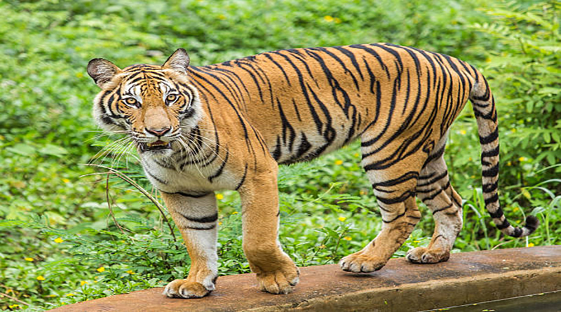 bengal tiger