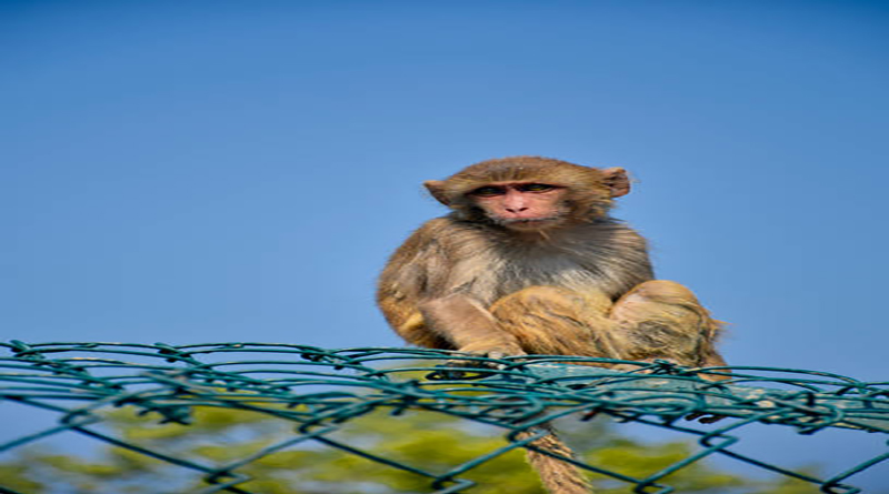 Rhesus monkey of Sundarban@West Bengal, an Unesco World Heritage Site, at the vicinity of Bay of Bengal. It is looking at the tourists coming there.