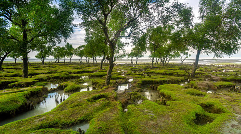 Lots of greenish beautiful mini hills and salty water drains views at Guliakhali beach, Muradpur, Sitakunda, Chittagong.