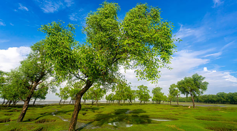 Keora or Mangrove apple tree and blue sky-beach at Guliakhali beach, Muradpur, Sitakunda, Chittagong.