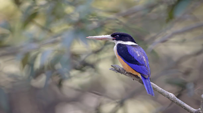 black-capped kingfisher is a tree kingfisher which is widely distributed in tropical Asia from India east to China, Korea and Southeast Asia.