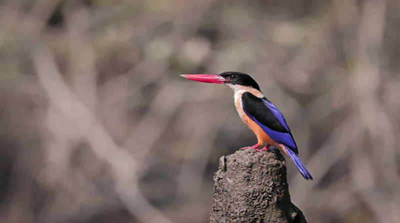 Black-capped kingfisher.black-capped kingfisher is a tree kingfisher which is widely distributed in tropical Asia from India east to China, Korea and Southeast Asia. this photo was taken from sundarbans,Bangladesh.