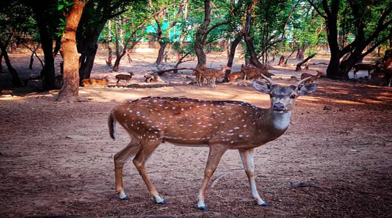 Indian spotted deer with large horn close up shot in jungle HD