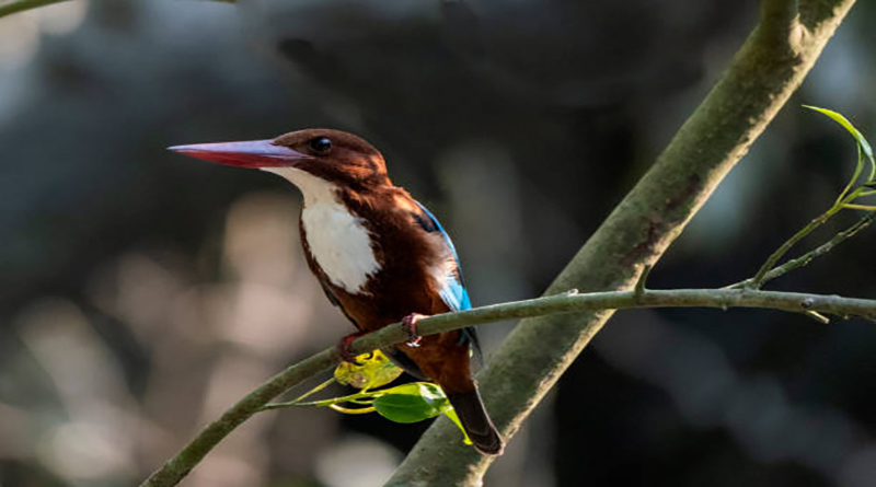 The white-throated kingfisher also known as the white-breasted kingfisher is a tree kingfisher, widely distributed in Asia from the Sinai east through the Indian subcontinent to China and Indonesia. This kingfisher is a resident over much of its range, although some populations may make short distance movements