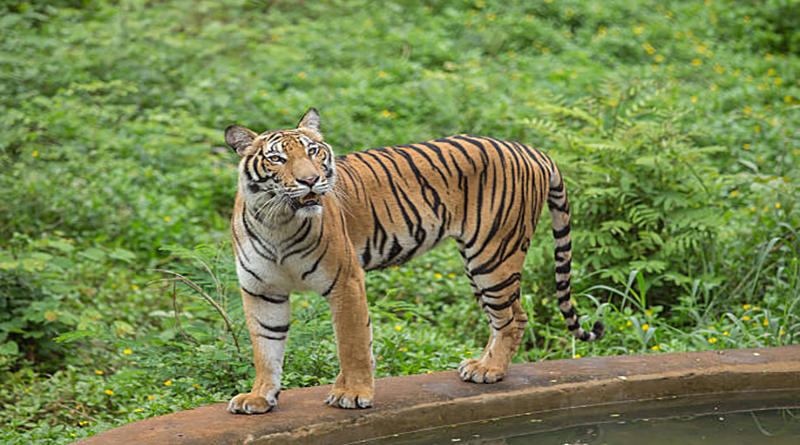bengal tiger