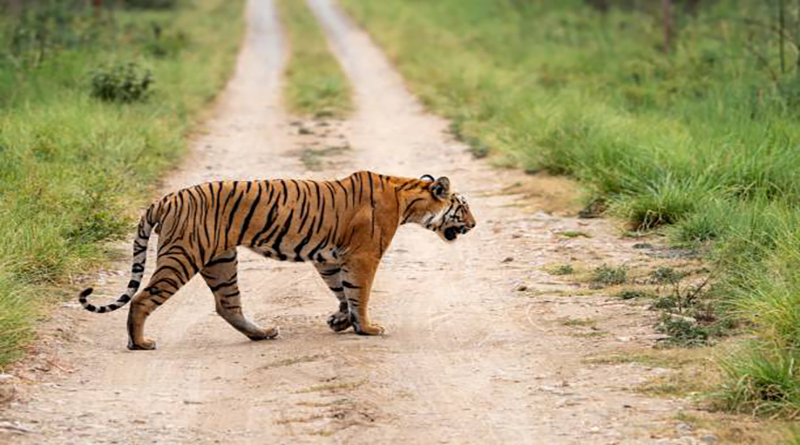 The Bengal tiger from Indian forests, Jim Corbett national park, Grassland Tiger